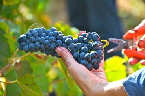 Slavnosti bur��ku na z�mku Chodov� Plan�